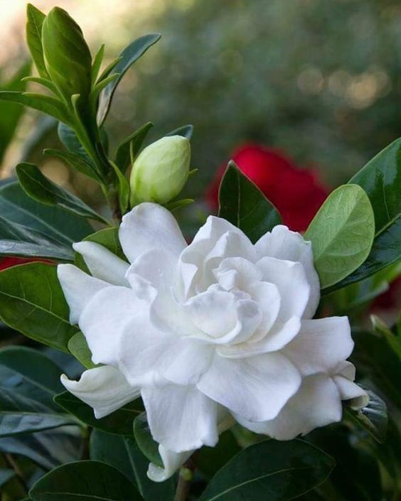 Gardenia BASE KAE