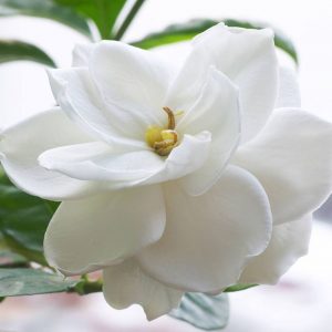GARDENIA Fleuriff (IFF) / Гардения база