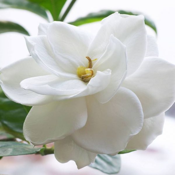 GARDENIA Fleuriff (IFF) / Гардения база