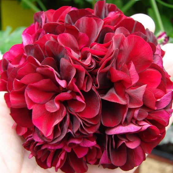 Geraniol Coeur ex Palmarosa (Natural) / Гераниол Нота сердца