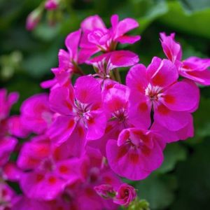 Geraniol Fine 98% min. 762239 (Symrise) / Гераниол