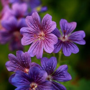 GERANIUM ABSOLUTE 25% (ГЕРАНЬ АБСОЛЮТ)