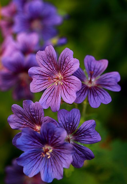 GERANIUM ABSOLUTE 25% (ГЕРАНЬ АБСОЛЮТ)