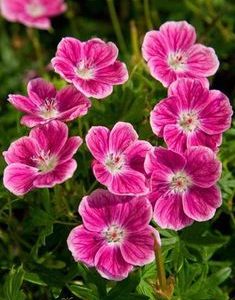 Geranium bourbon base (Symrise) / Герань бурбон база