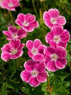 Geranium bourbon base (Symrise) / Герань бурбон база
