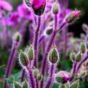 Geranium Bourbon Madagascar EO (Герань Бурбон Мадагаскар 100% эфирное масло)