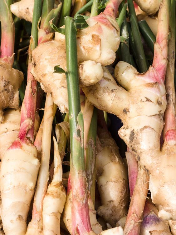 Ginger fresh EO (Madagascar) / Имбирь свежий (100% эфирное масло)