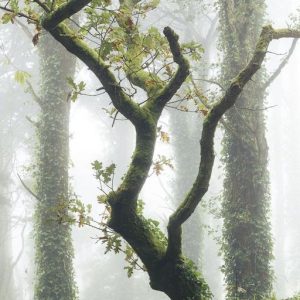 Glycolierral (Givaudan) / Гликолиерраль