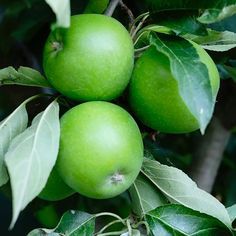 Granny Smith 184059 D (Firmenich) / Гренни смит база