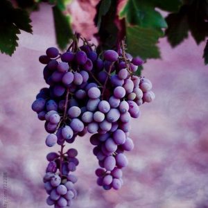 GRAPE 9097 base PFW / Виноград база