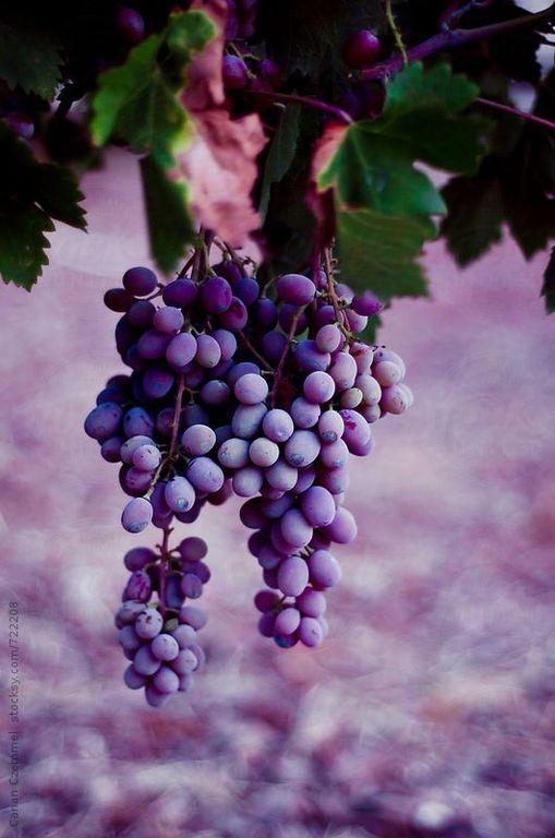 GRAPE 9097 base PFW / Виноград база