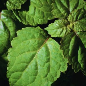 Healingwood 81215 (IFF) / Пачулол натуральный кристаллы