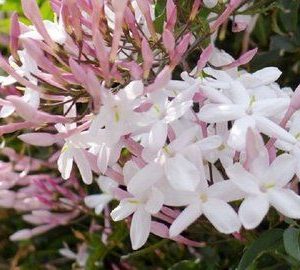 Hexyl Cinnamaldehyde (Hexyl Cinnamic Aldehyde) / Гексил коричный альдегид