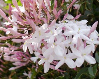 Hexyl Cinnamaldehyde (Hexyl Cinnamic Aldehyde) / Гексил коричный альдегид