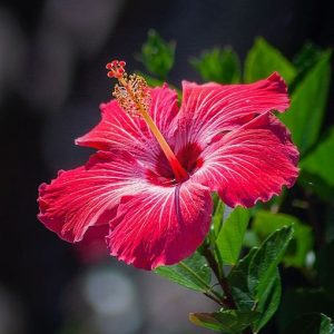 HIBISCUS PERFUME OIL (CND) / ГИБИСКУС ПАРФЮМЕРНЫЙ КОНЦЕНТРАТ