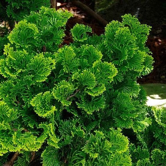 Hinoki EO (Хиноки 100% эфирное масло) дикий урожай, Япония