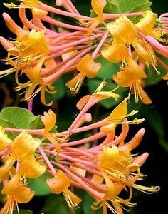 HONEYSUCKLE PERFUME OIL (S.O.S.) / ЖИМОЛОСТЬ ПАРФЮМЕРНЫЙ КОНЦЕНТРАТ