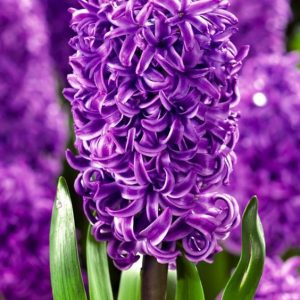 HYACINTH BASE KAE / Гиацинт база