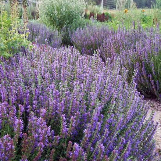 Hyssop Bulgaria EO / Иссоп 100% эфирное масло