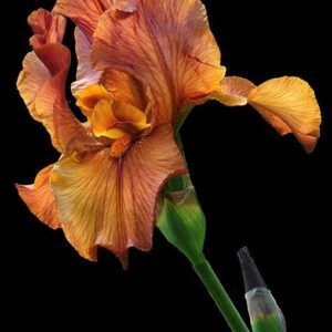 Iris res. absolute 2204545 (Natural) Firmenich 30%