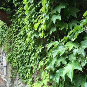 Ivy base 290958 (Firmenich) / Плющ база