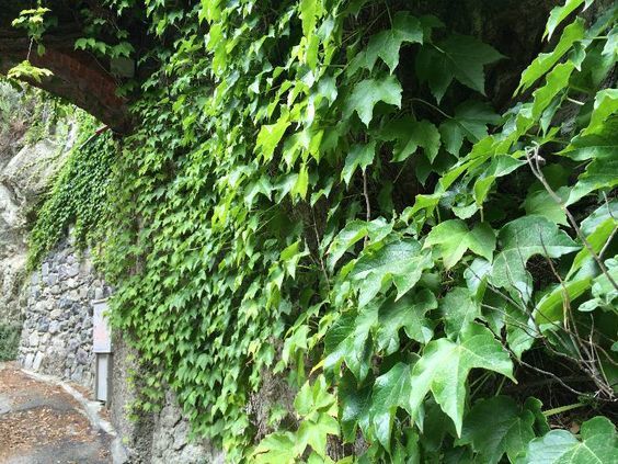 Ivy base 290958 (Firmenich) / Плющ база