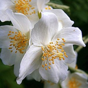 Jasmin 231 SA (Firmenich) / Жасмин реконструкция