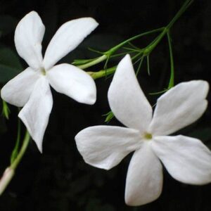 Jasmine grandiflorum abs. (India) 50% / Жасмин крупноцветковый абсолют