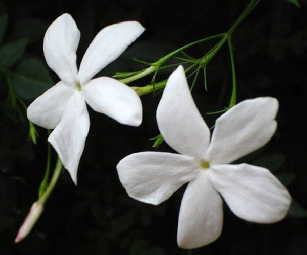 Jasmine grandiflorum abs. (India) 50% / Жасмин крупноцветковый абсолют