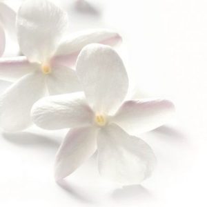 Jasmine Petals 9085 BASE PFW / Жасмин лепестки база