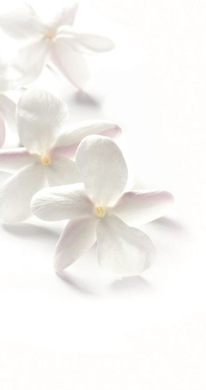 Jasmine Petals 9085 BASE PFW / Жасмин лепестки база
