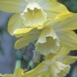 JONQUIL absolute 30% (NATURAL) / Нарцисс жонкиль абсолют