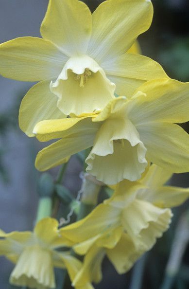 JONQUIL absolute 30% (NATURAL) / Нарцисс жонкиль абсолют, 1 мл (Франция)