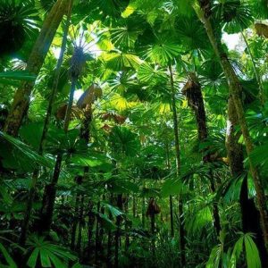 JUNGLE PERFUME OIL (S.O.S.) / ДЖУНГЛИ ПАРФЮМЕРНЫЙ КОНЦЕНТРАТ