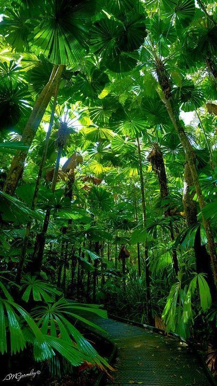 JUNGLE PERFUME OIL (S.O.S.) / ДЖУНГЛИ ПАРФЮМЕРНЫЙ КОНЦЕНТРАТ