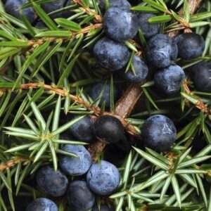 Juniper berry EO / Можжевельник ягоды 100% ЭФИРНОЕ МАСЛО