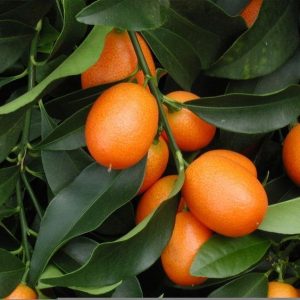 KUMQUAT base 270258 (Firmenich) / Кумкват реконструкция