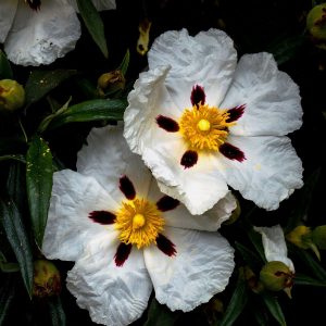 LABDANUM RESINOID MD 50% (IFF) / Лабданум резиноид Молекулярная дистилляция