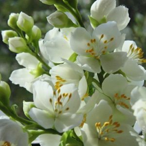 Lactone of Jasmone Cis №411 (Bedoukian) / Лактон Жасмон Цис