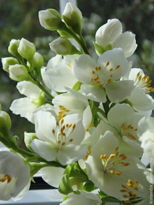 Lactone of Jasmone Cis №411 (Bedoukian) / Лактон Жасмон Цис