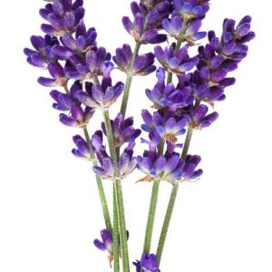 Лаванда 100% гидролат (Lavender hydrolate) / Лаванда цветочная вода