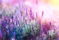 LAVENDER ALDEHYDE FCC 50% in DPG (Bedoukian)/ Лаванда альдегид