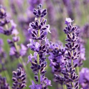 LAVENDER MAILLETTE 40/42 EO ORGANIC (100% ЭФИРНОЕ МАСЛО ЛАВАНДА) ФРАНЦИЯ