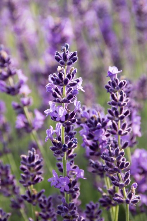 LAVENDER MAILLETTE 40/42 EO ORGANIC (100% ЭФИРНОЕ МАСЛО ЛАВАНДА) ФРАНЦИЯ