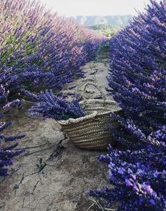 LAVENDER PERFUME OIL (CND) / ЛАВАНДА ПАРФЮМЕРНЫЙ КОНЦЕНТРАТ