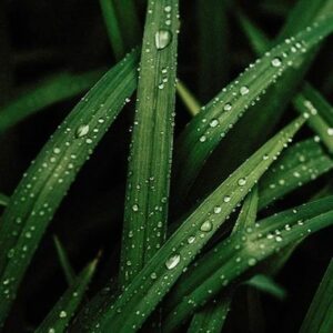 Lemongrass EO (Лемонграсс 100% эфирное масло) Индия