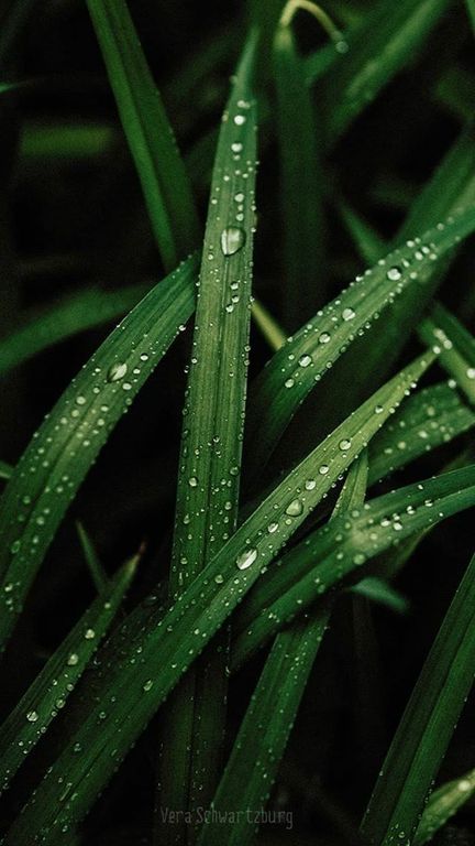 Lemongrass EO (Лемонграсс 100% эфирное масло) Индия
