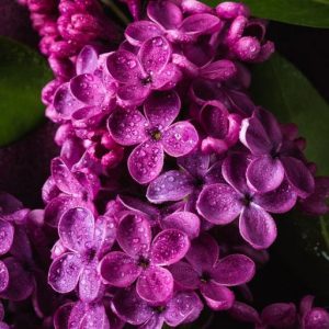 LILAC 9255 BASE PFW / Сирень база