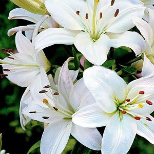 Lily base 184226 (Firmenich) / Лилия база