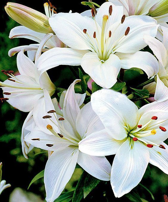 Lily base 184226 (Firmenich) / Лилия база